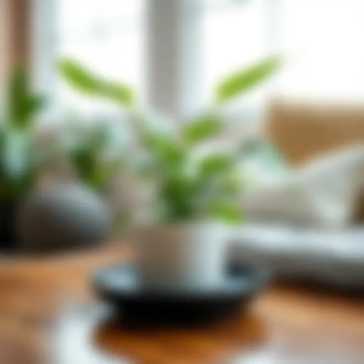 Enhancing Plant Health with the Right Saucer A well-maintained indoor plant atop a plastic saucer, demonstrating health and vitality