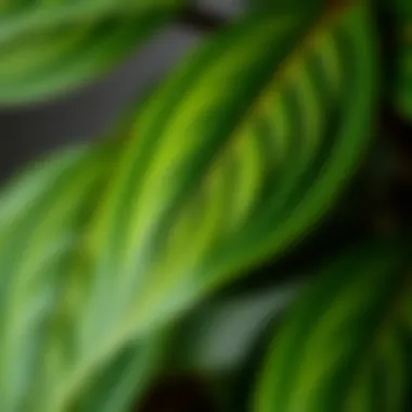 A close-up view of Mavi Çam Mersin leaves showcasing their unique texture and color