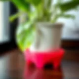 A close-up of a vibrant plastic plant saucer supporting a healthy potted plant
